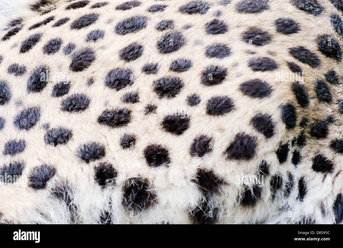 Primo piano della pelliccia di ghepardo texture di sfondo Foto stock - Alamy