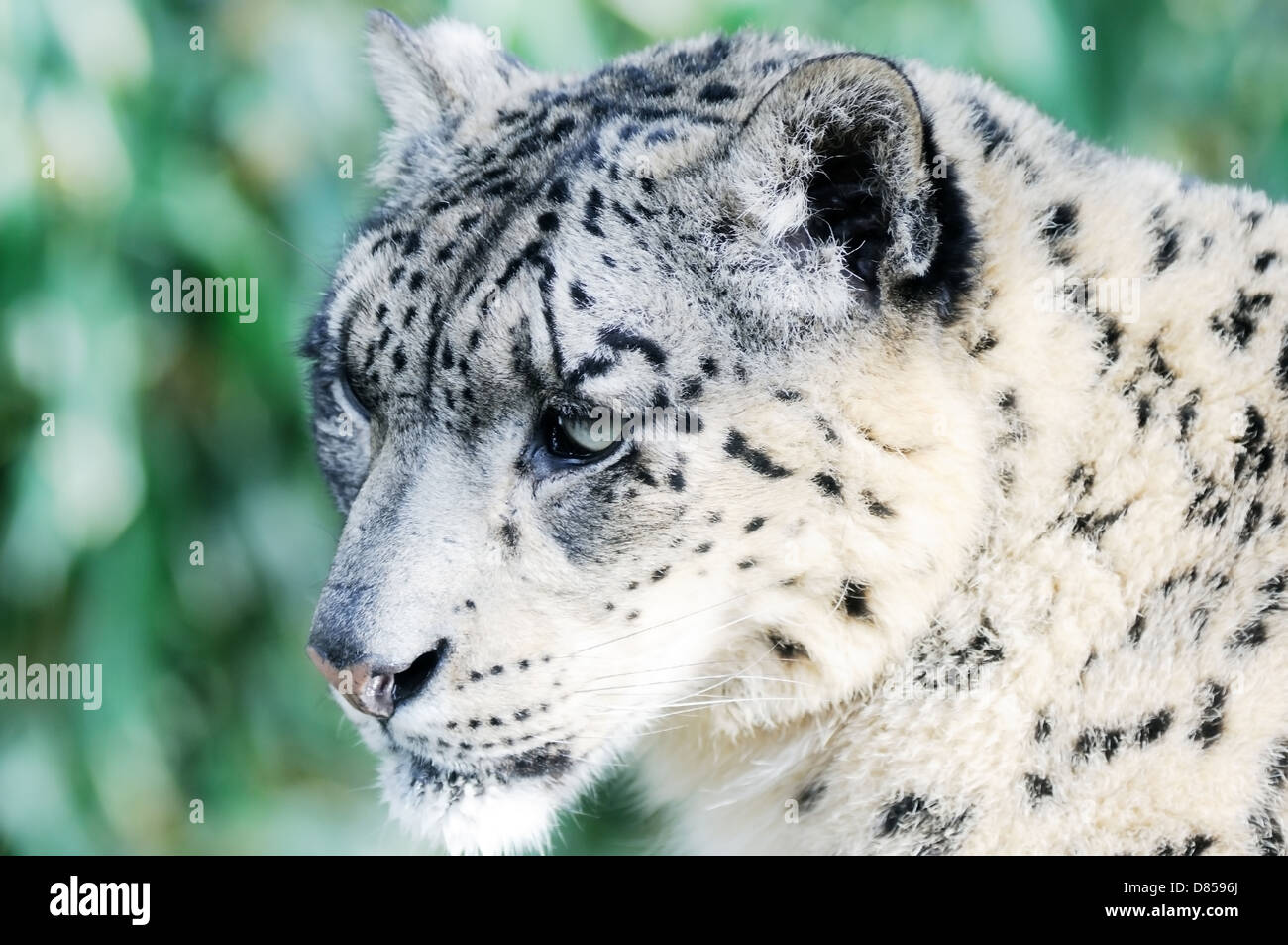 Primo piano particolare di snow leopard faccia Foto Stock