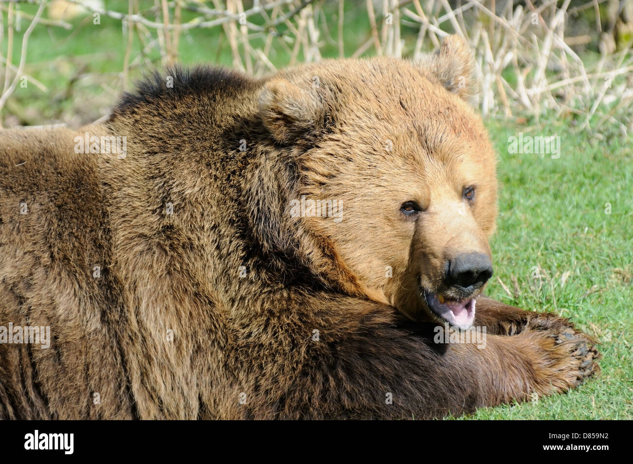 Primo piano di orso bruno nella luce del sole con la bocca aperta Foto Stock