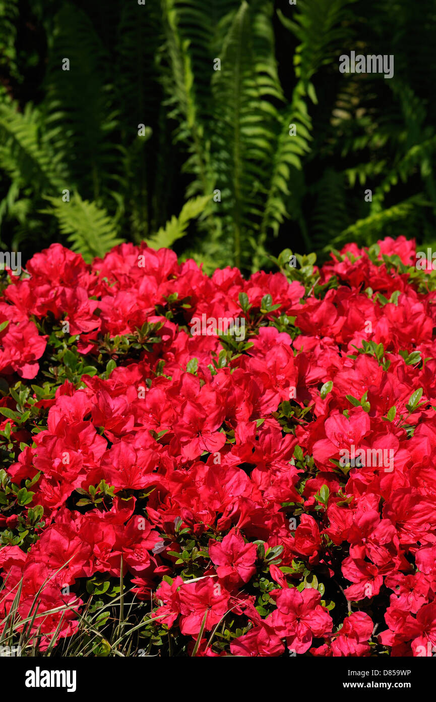 Rosso fiori di rododendro in condizioni di luce solare intensa Foto Stock