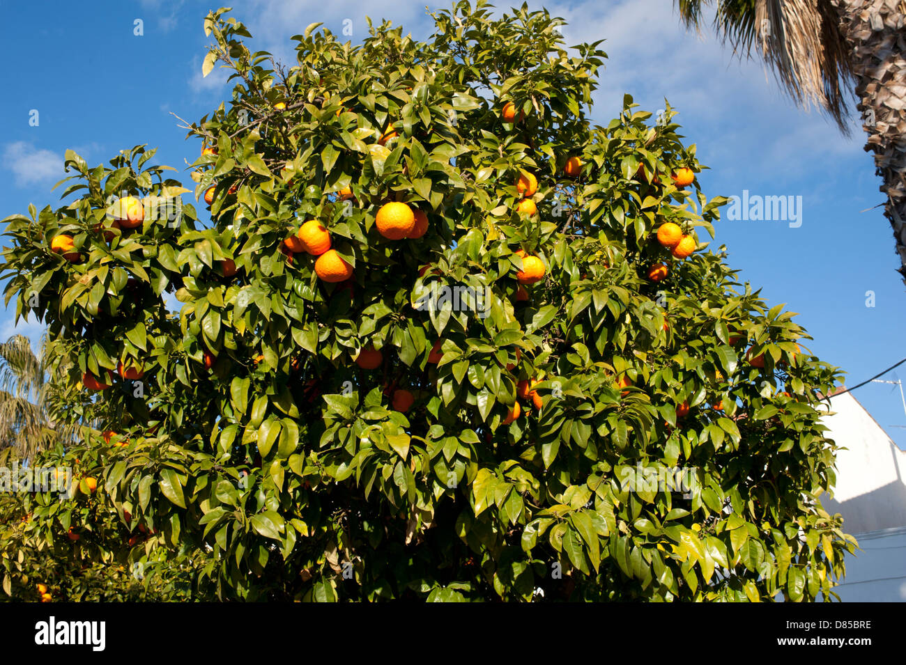 Amaro o Siviglia arancione, Citrus aurantium ×, cresce in una piazza del villaggio, Villafranca de los Barros, Estremadura, Spagna. Feb. Foto Stock