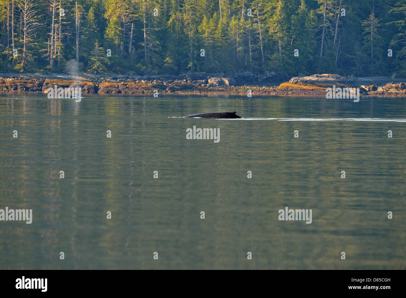 Humpback Whale Megaptera novaeangliae alimentando in Carpenter Bay Gwaii Haanas National Park Haida Gwaii della Columbia britannica in Canada Foto Stock