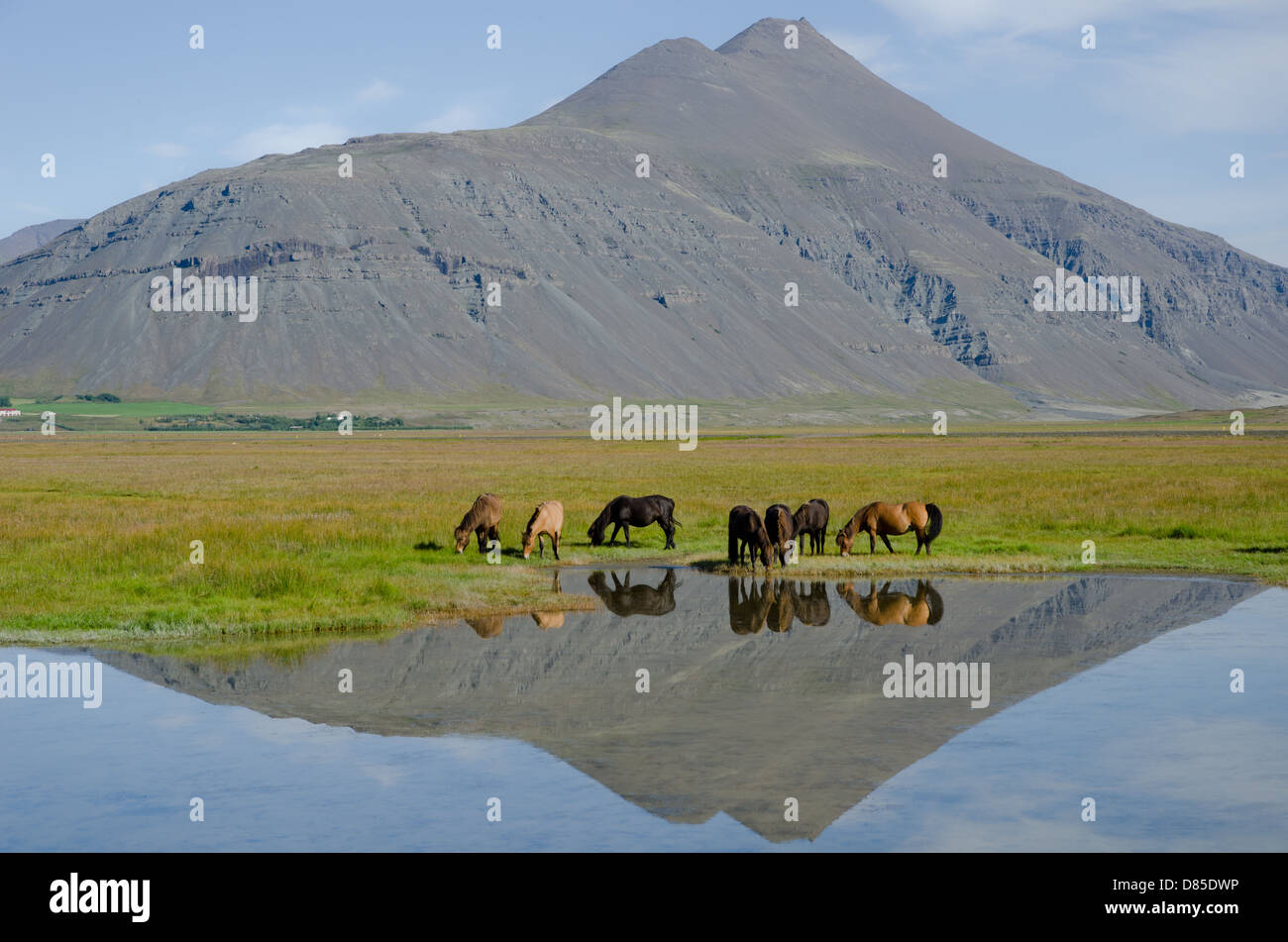 Paesaggio islandese contenente i cavalli in un prato con una riflessione di montagna in un lago. Foto Stock