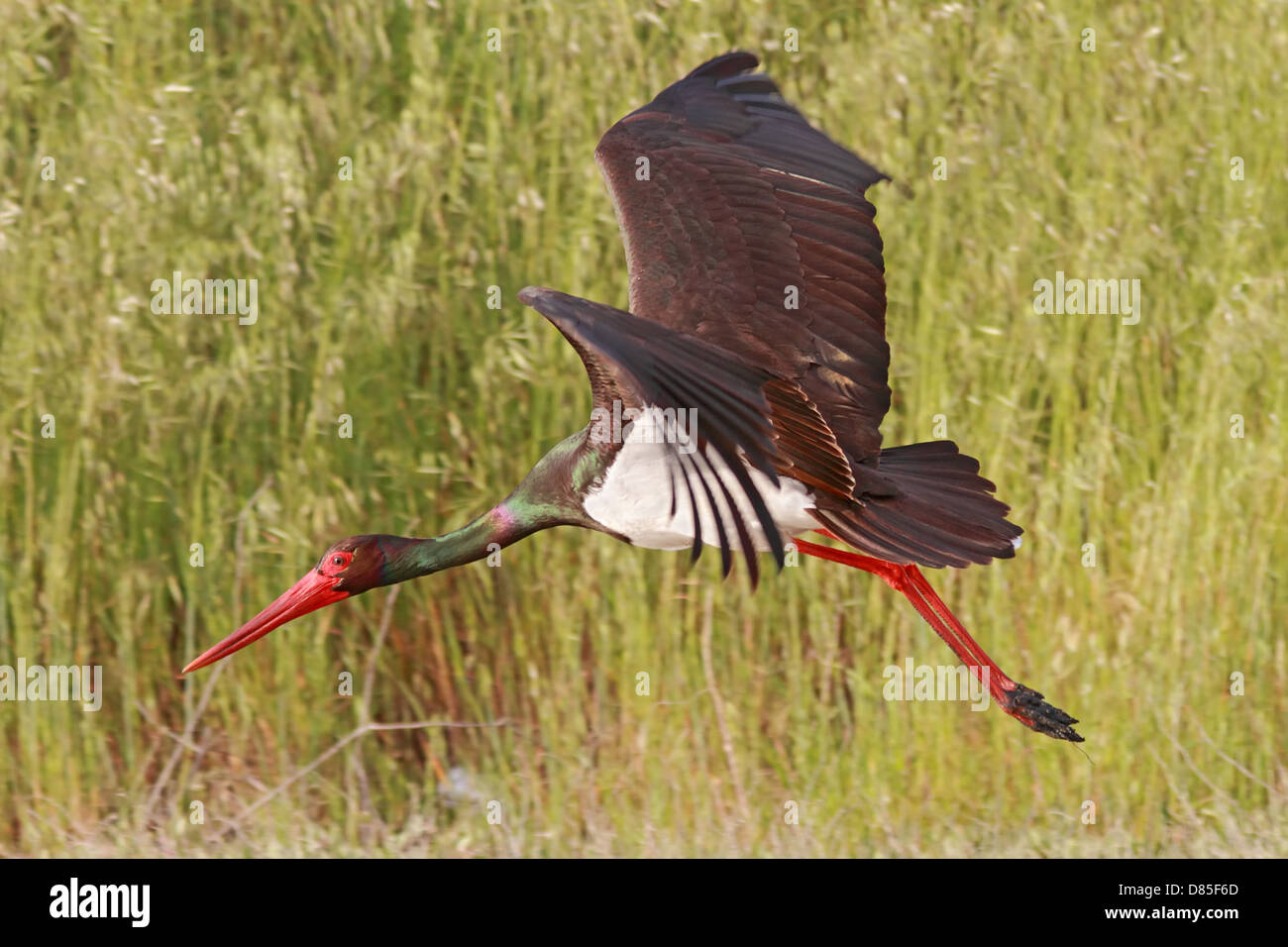 Una cicogna nera (Ciconia nigra) si è appena spento Foto Stock