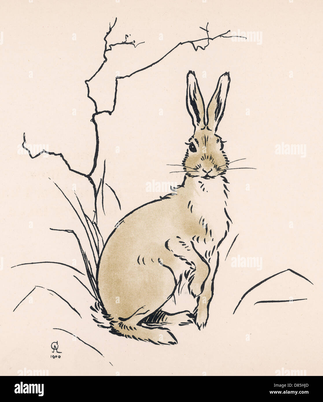 Allarme lepre Foto Stock