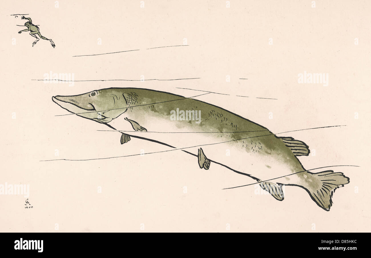 Trota e rana Foto Stock