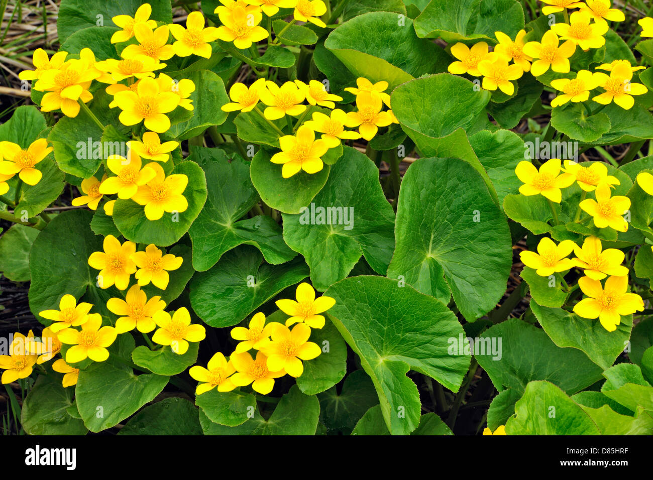 Marsh calendula (Caltha palustris) che fiorisce in una zona umida stradale Manitoulin Island- Kagawong Ontario Canada Foto Stock