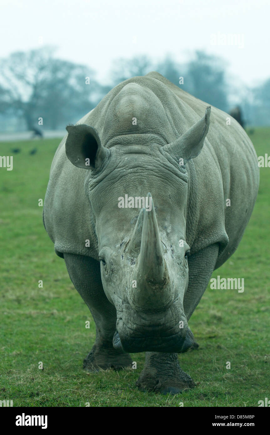 Rhino in zoo ritratto immagine frontale della testa Foto Stock