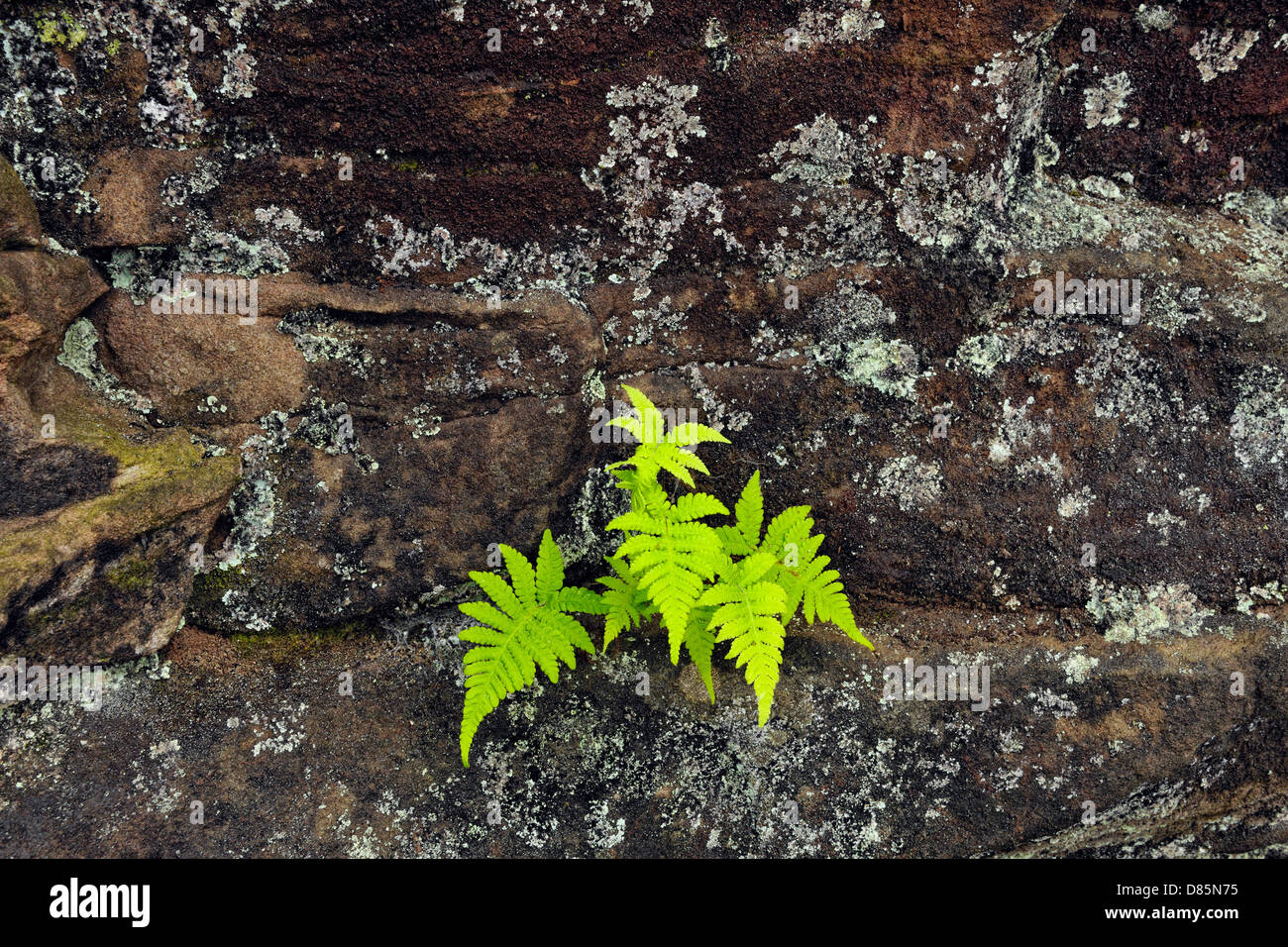 La felce colonie sulla parete di roccia nei pressi di Scott cade, Au treno, Michigan, Stati Uniti d'America Foto Stock