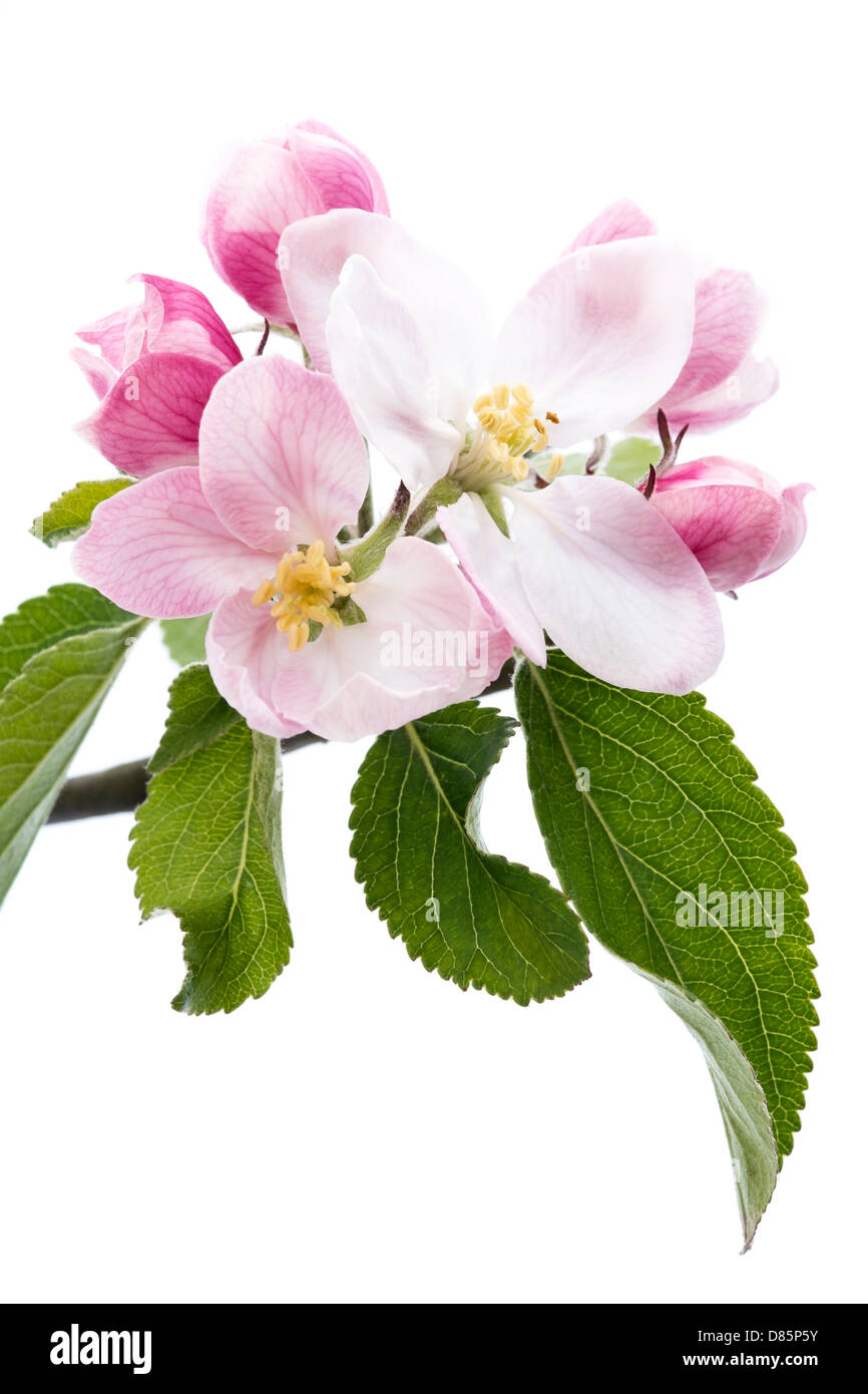 Close up Tree Apple Blossom Fiori con foglie verdi su sfondo bianco. Foto Stock