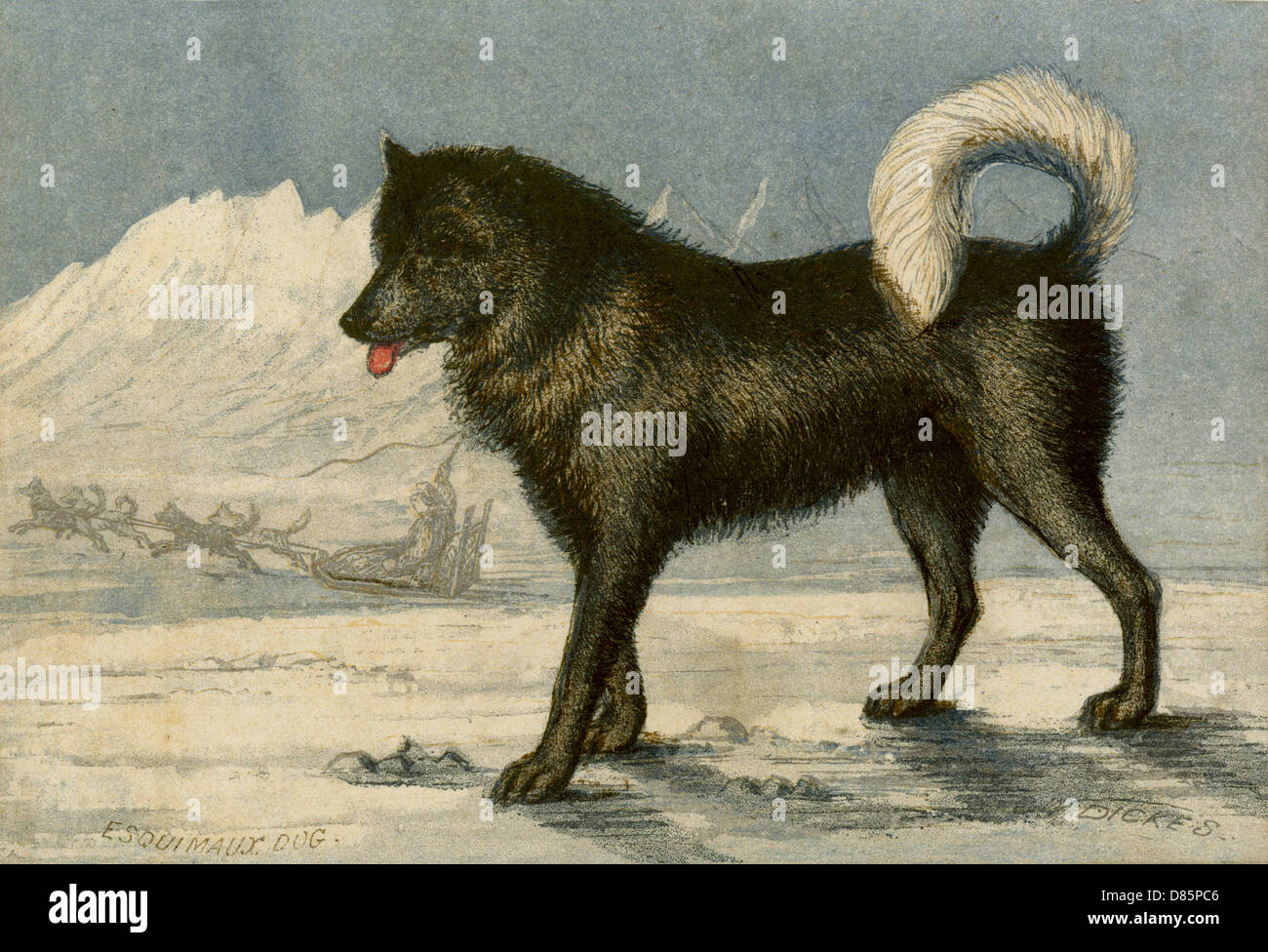 Eskimo cane Foto Stock