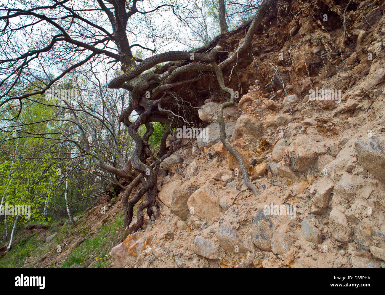 Foundlings aumento da un albero vicino sparrow's harborage in geoparco in Ziethen lordo, Germania, 02 maggio 2013. Foto: Patrick Pleul Foto Stock