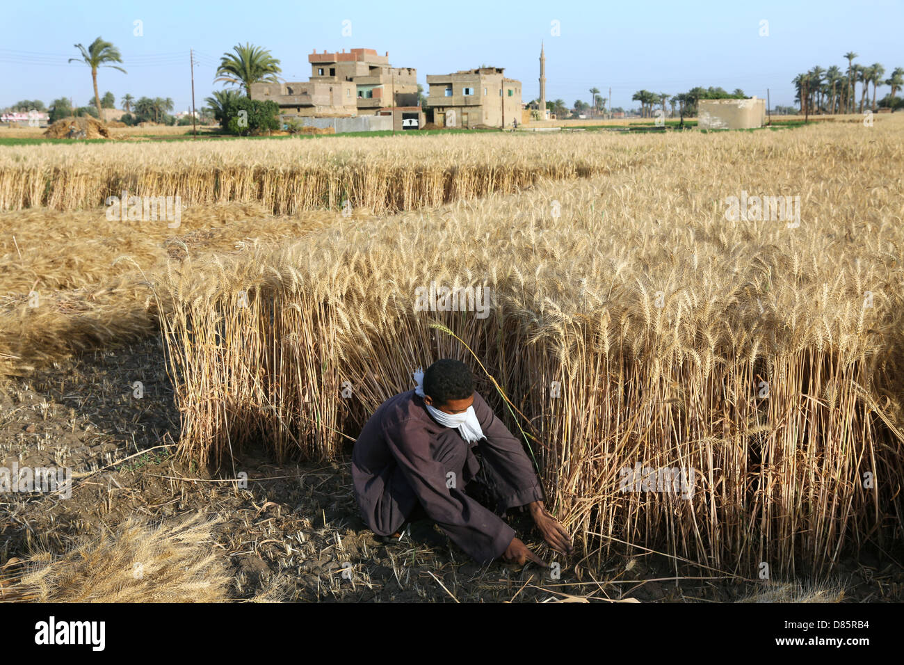 Agricoltore la raccolta di frumento, Alto Egitto Foto Stock