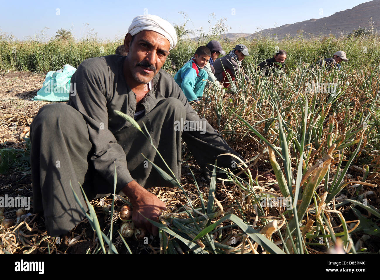 Agricoltore la raccolta di cipolle, Alto Egitto Foto Stock