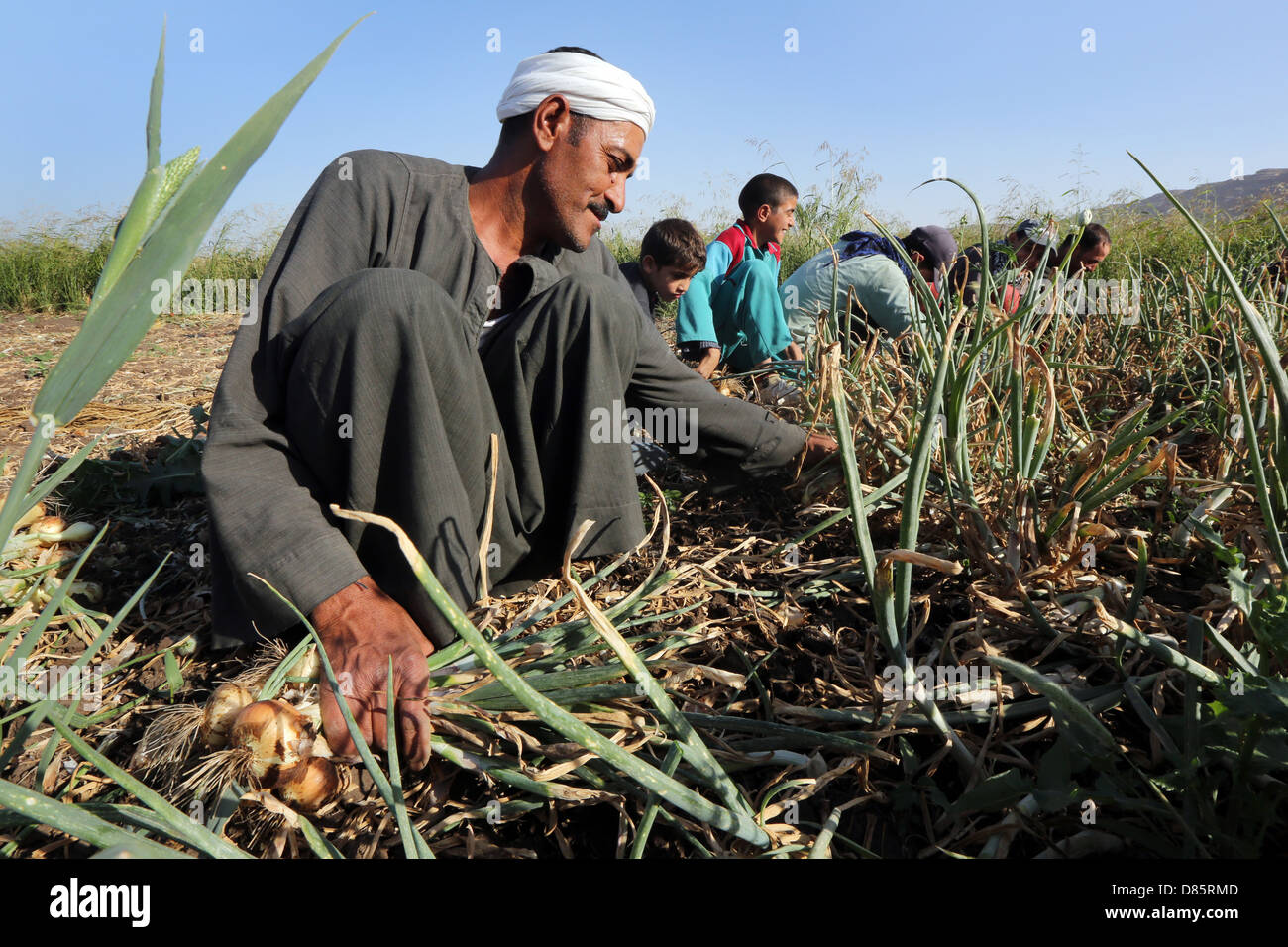 Agricoltore la raccolta di cipolle, Alto Egitto Foto Stock