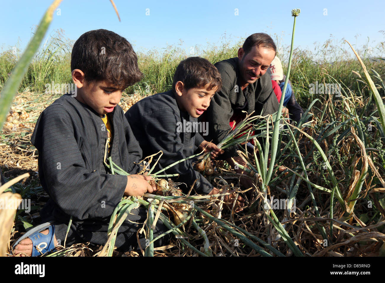 Ragazzi la raccolta di cipolle in Alto Egitto Foto Stock