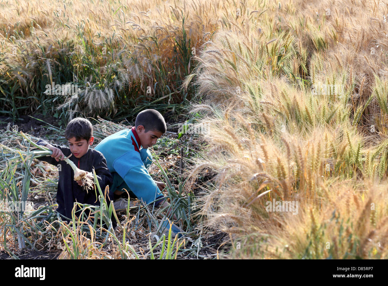 Ragazzi la raccolta di cipolle accanto a un campo di grano in Alto Egitto Foto Stock