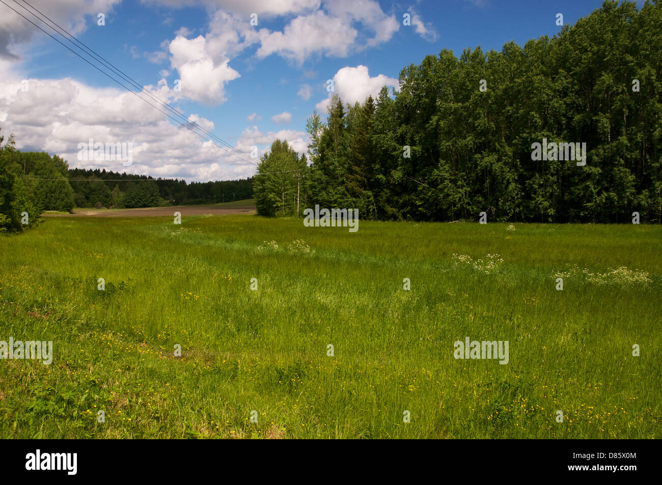 Paesaggio di Kirkkonummi, Finlandia con il campo, foresta e le nuvole. Foto Stock