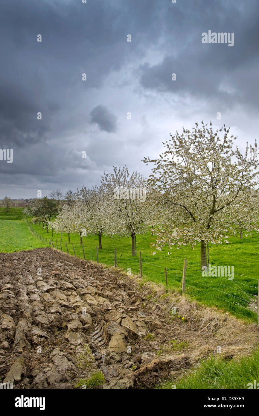 Frutteto con alberi di ciliegia fioritura (Prunus avium) in primavera, Hesbaye, Belgio Foto Stock