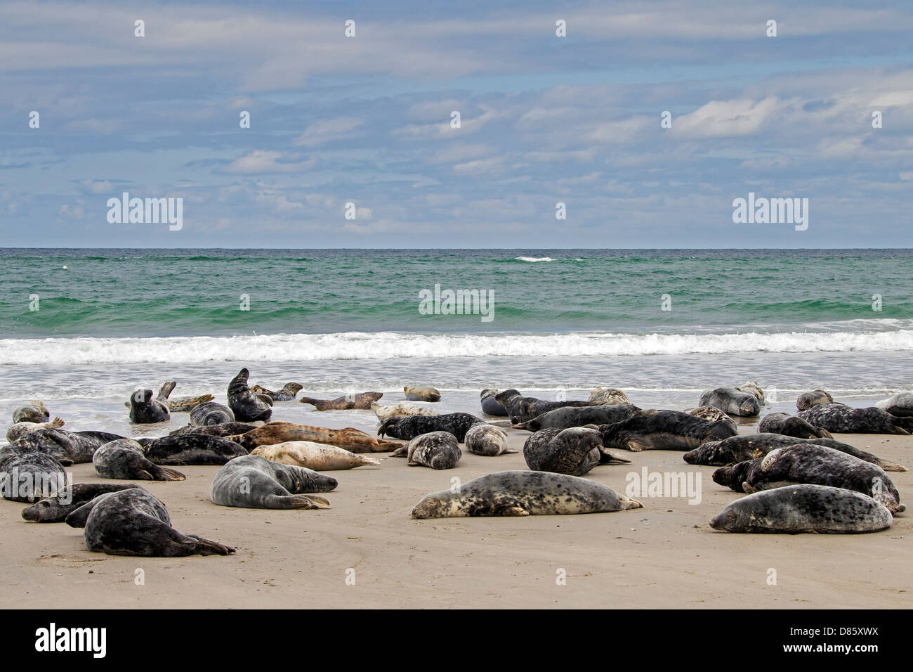 Le foche grigie / grigio guarnizione (Halichoerus grypus) colonia in appoggio sulla spiaggia lungo la costa del Mare del Nord Foto Stock