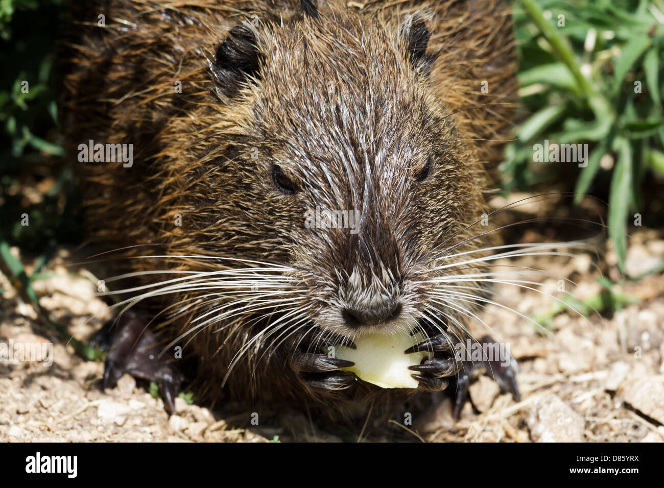 Nutria mangiando un Apple Foto Stock