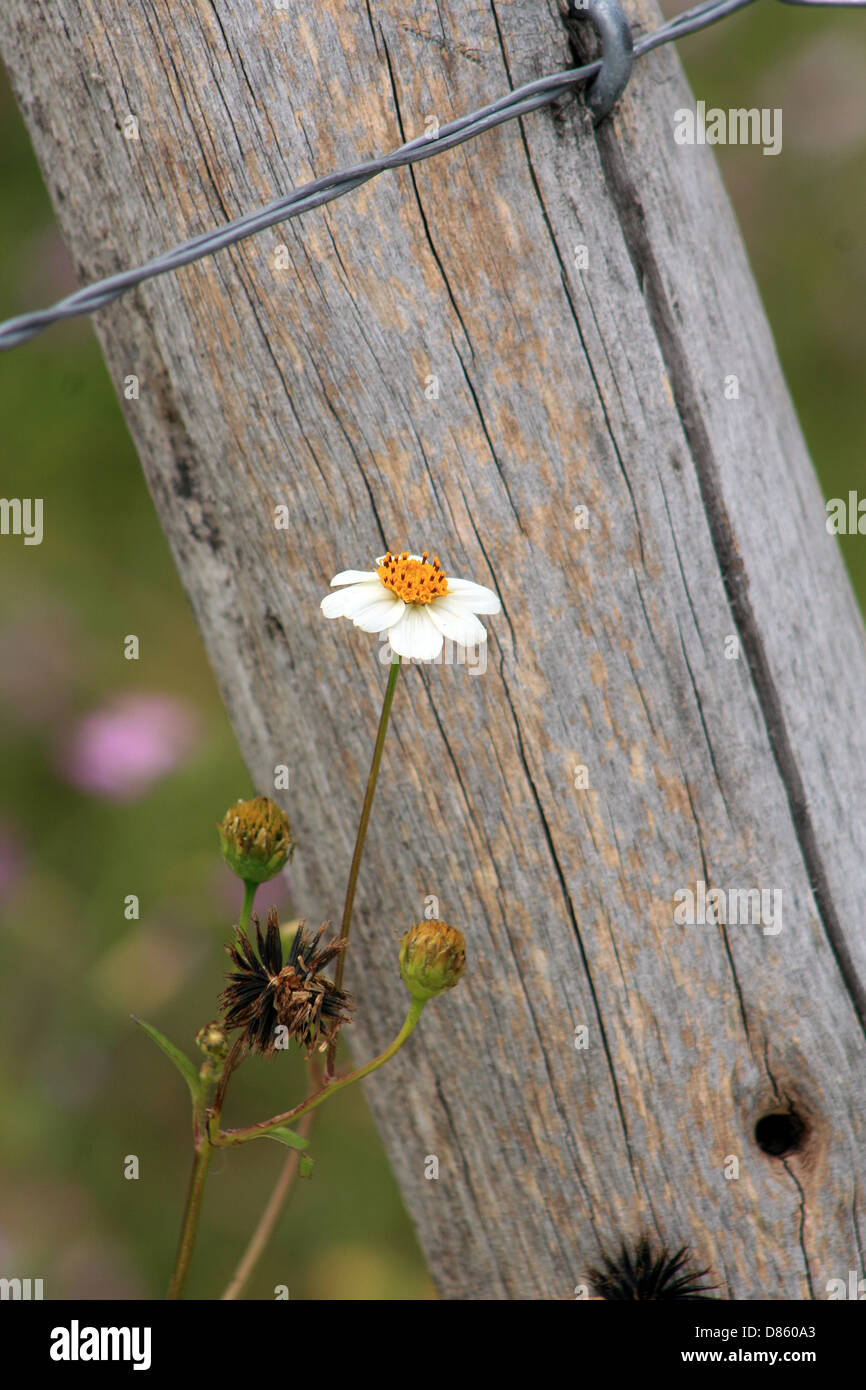 Un fiore bianco cresce accanto a una staccionata in legno post in Cotacachi, Ecuador Foto Stock
