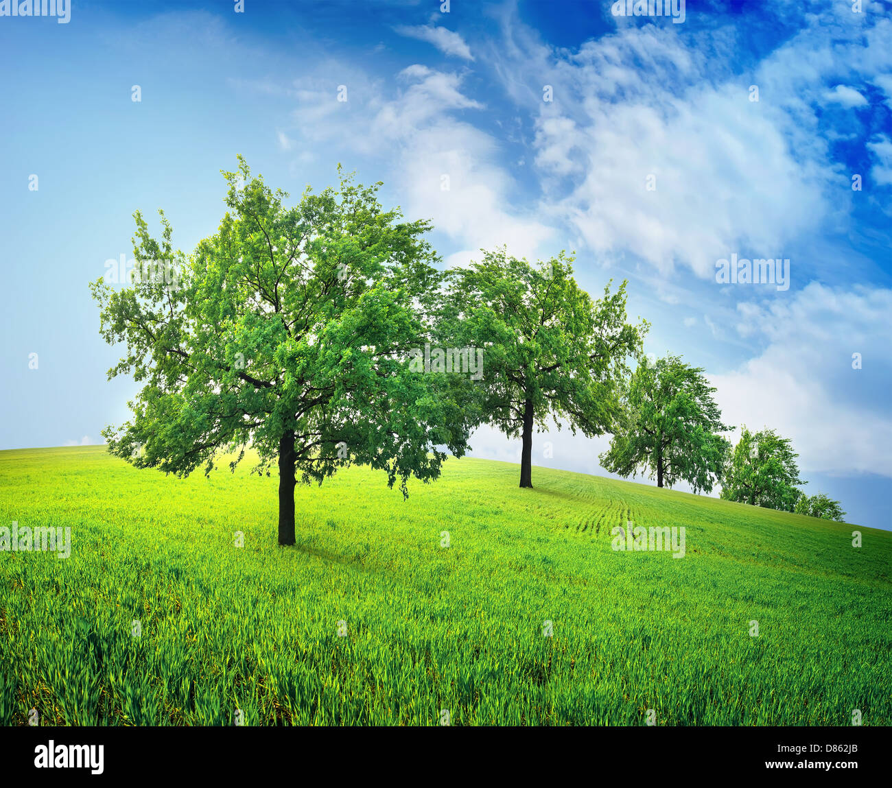 Verdi alberi in un campo a molla contro il cielo Foto Stock