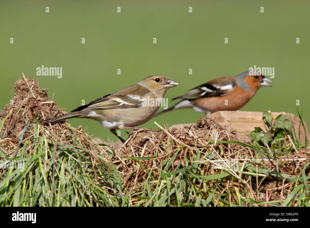 (Fringuello Fringilla coelebs), maschio e femmina, terreni agricoli, West Yorkshire, Regno Unito Foto Stock