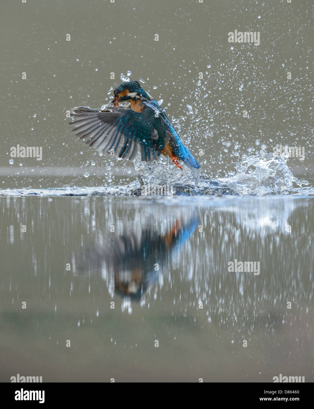 Immersioni subacquee kingfisher con un pesce e con la riflessione in acqua Foto Stock
