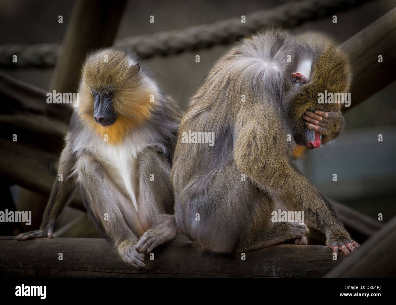 Le scimmie con il comportamento umano Foto Stock