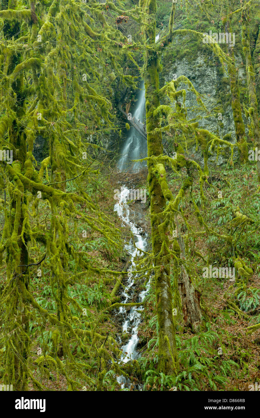 Moss coperto foglie grandi alberi di acero e waterfal stagionali. Silver Falls State Park, Oregon Foto Stock