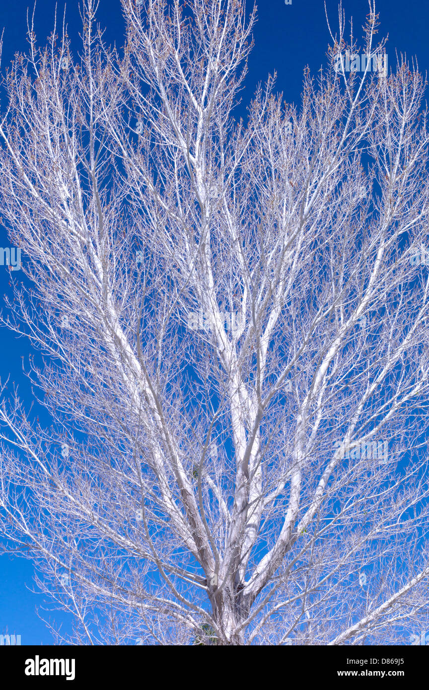 Corteccia bianco di pioppi neri americani ad albero. Acqua Bianca preservare. California Foto Stock