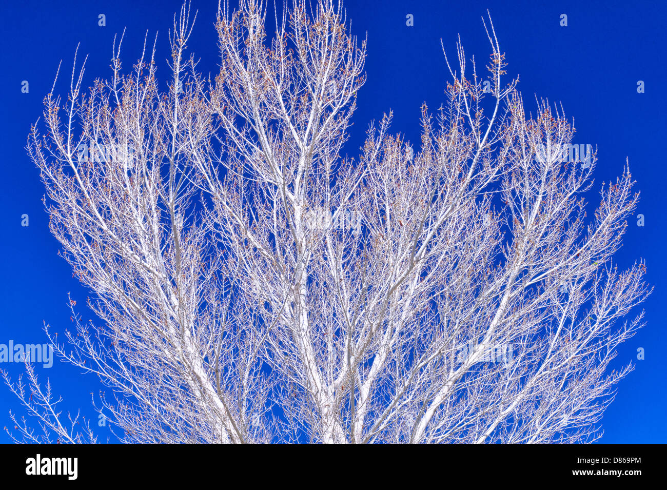 Corteccia bianco di pioppi neri americani ad albero. Acqua Bianca preservare. California Foto Stock