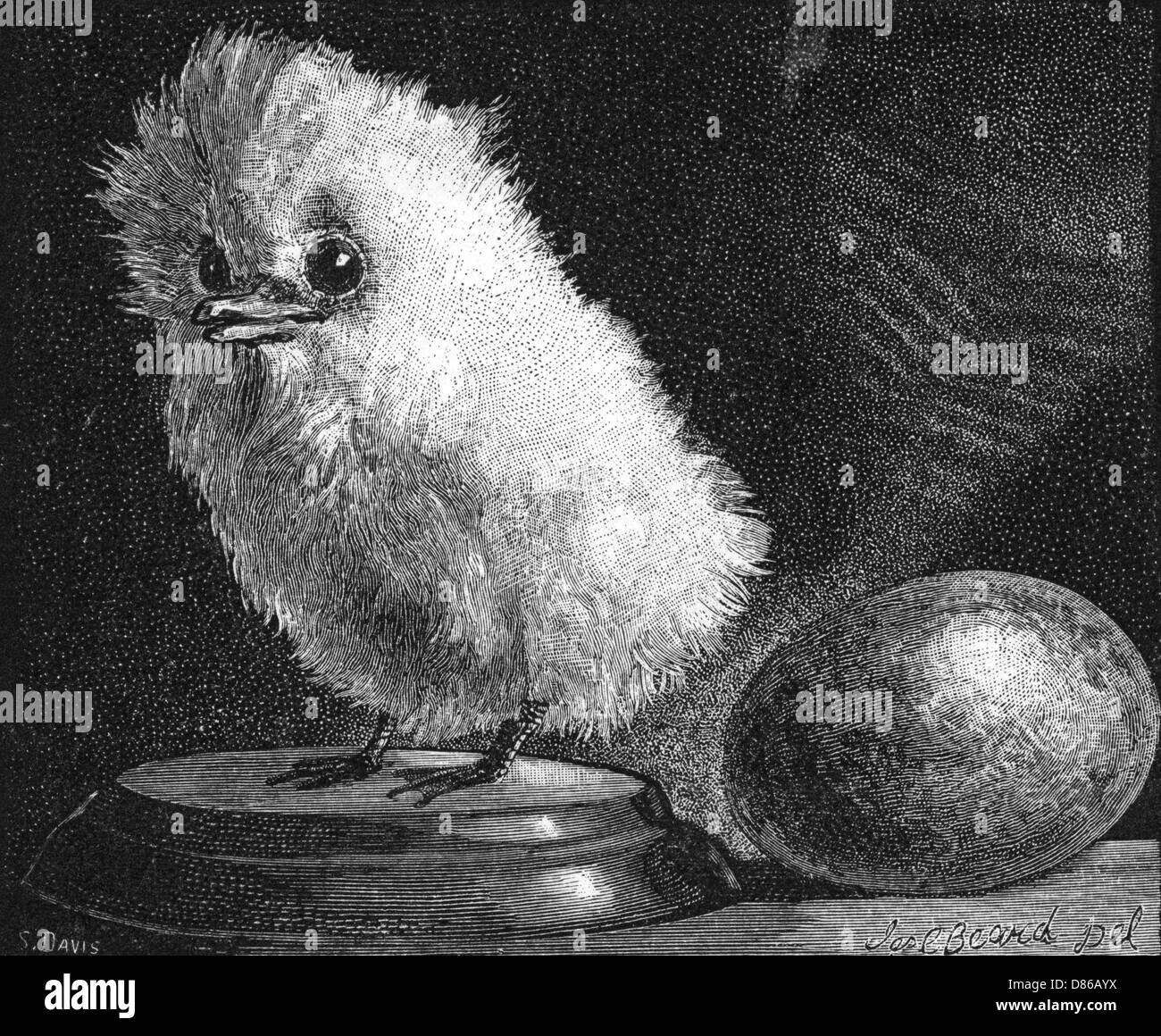 Giovane uccello tropicale, 1882 Foto Stock