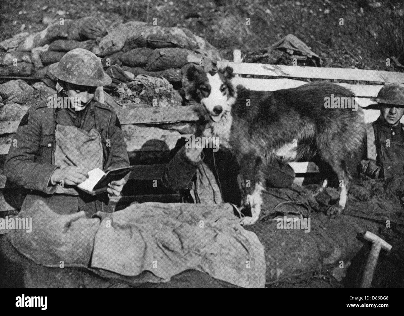 Un cane Corriere della Grande Guerra Foto Stock