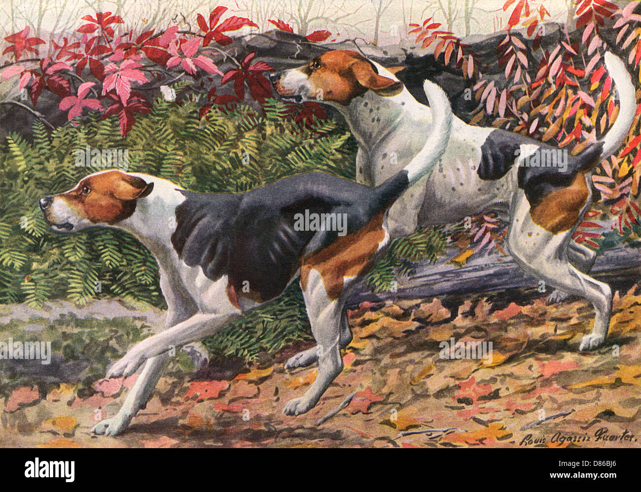 English Foxhound e American Foxhound Foto Stock