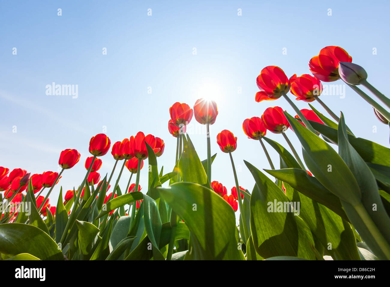 Tulipani rossi e verdi foglie visto dal livello del suolo contro una luce del sole sopra e attraverso un fiore e un luminoso cielo blu Foto Stock