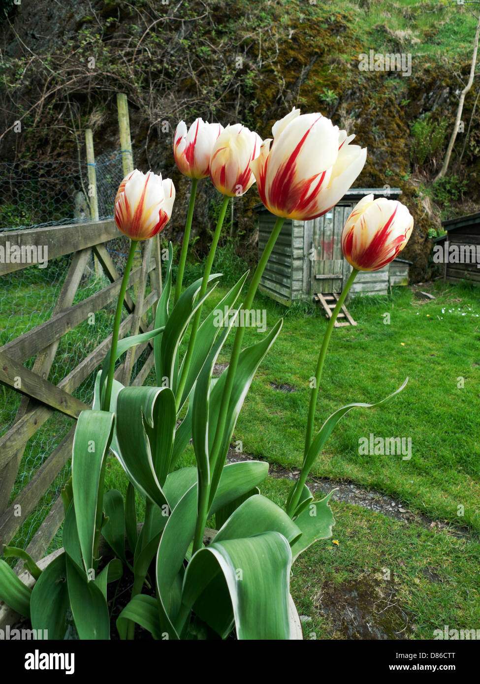 Il carnevale de Rio Bianco e rosso tulipani fioriture primaverili Wales UK KATHY DEWITT Foto Stock