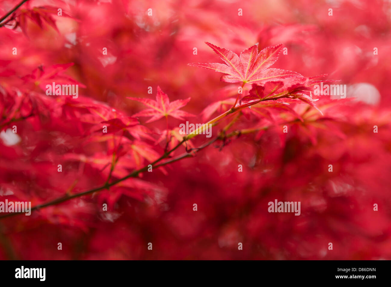 Giapponese di foglie di Acer closeup Foto Stock