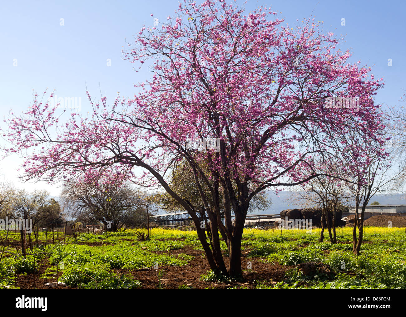 La fioritura dei ciliegi nel nord di Israele Foto Stock