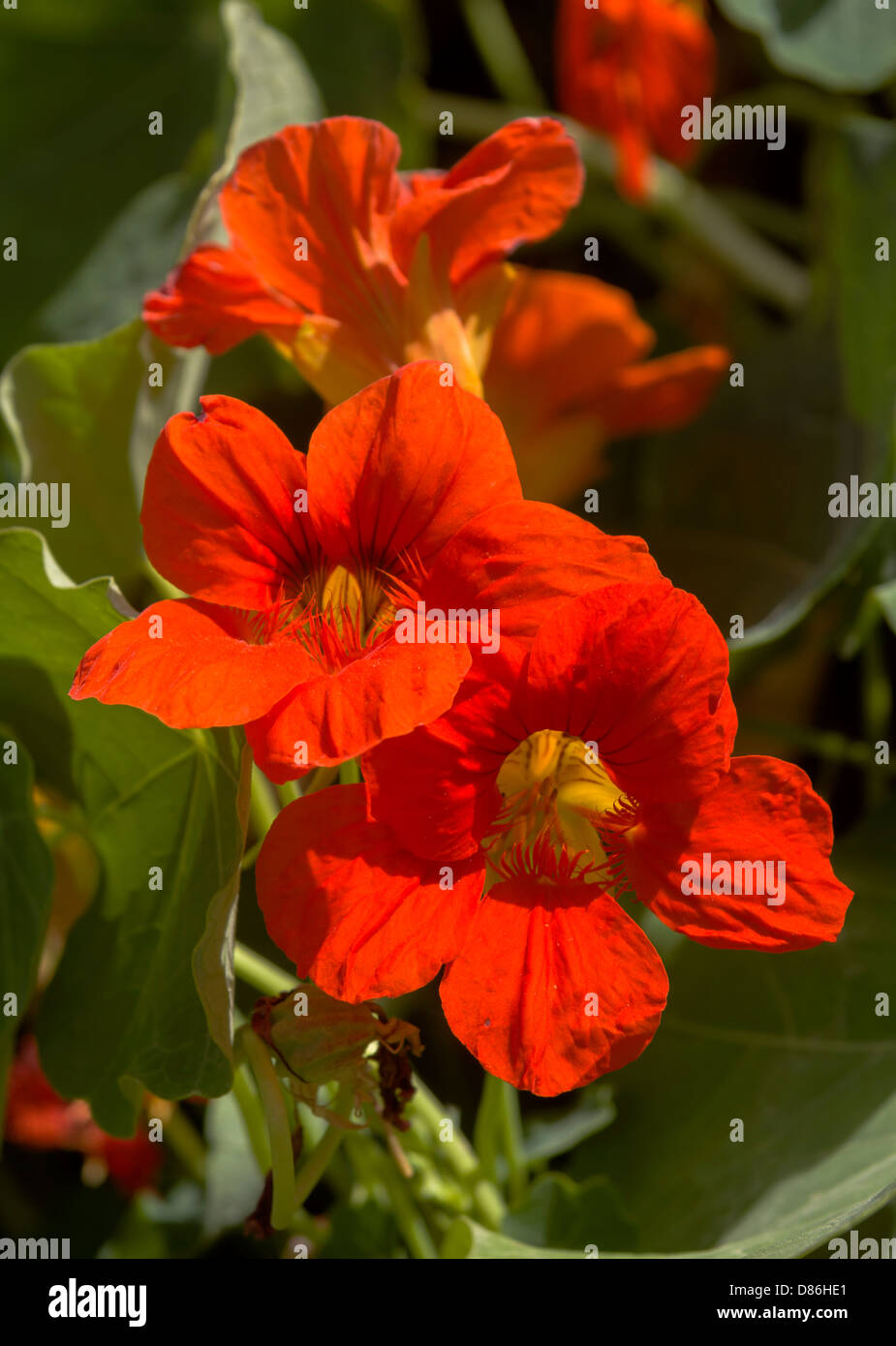 Red Oleandro fiori close up Foto Stock