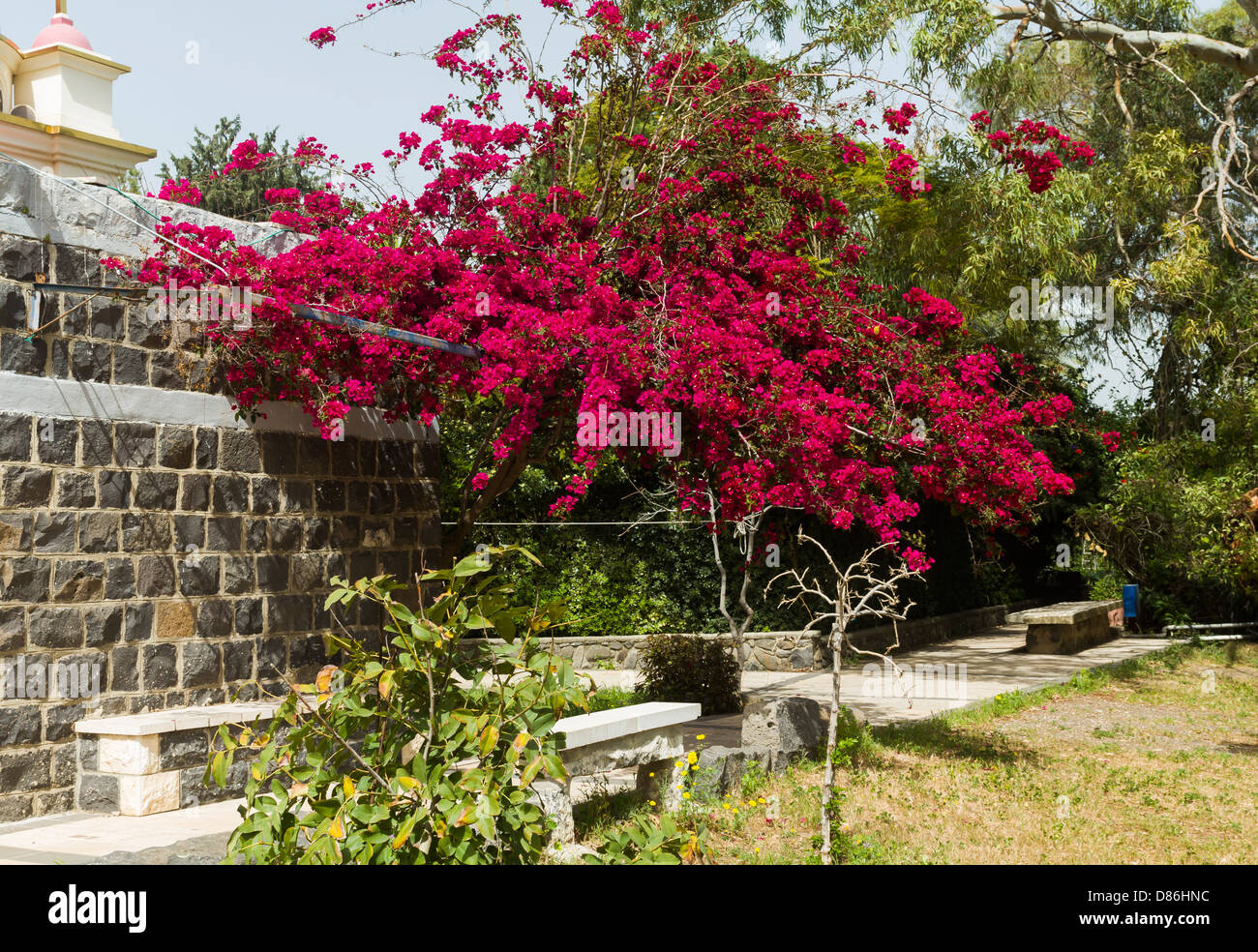 Fiori di bouganville contro il cielo Foto Stock