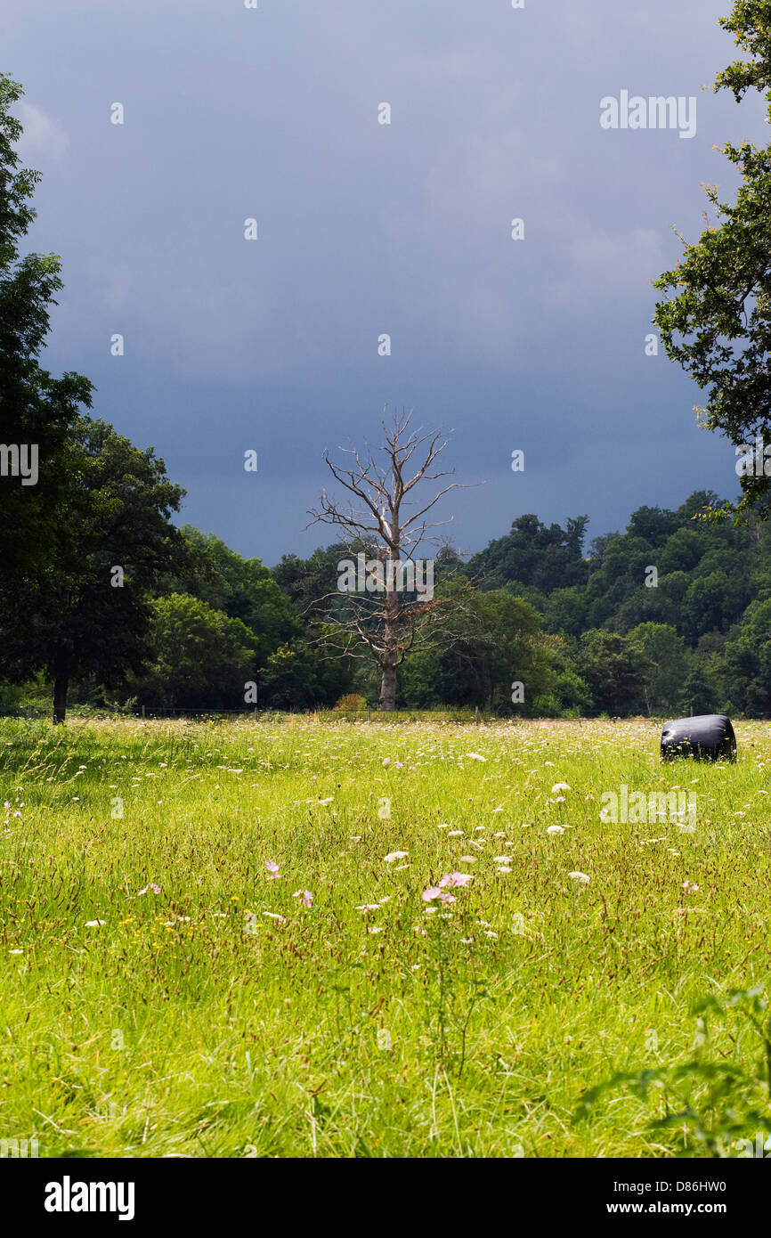 Cielo tempestoso e prato di fiori selvaggi. Foto Stock