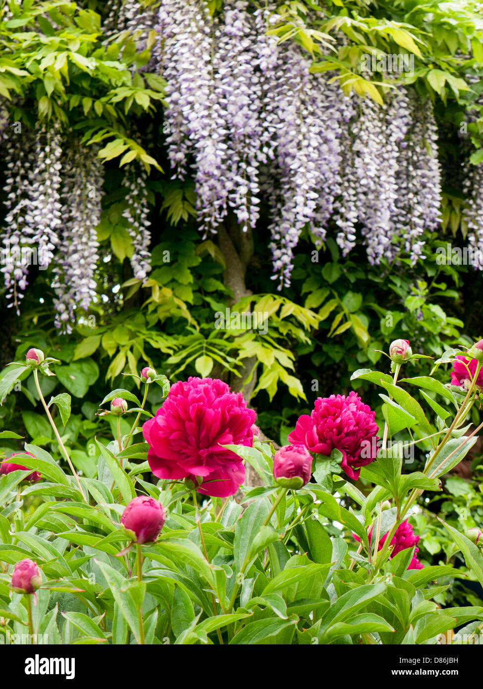 Il Glicine e peonie nel Peonia giardini vicino a Soriano nel Cimirio, Lazio, Umbria, Italia Foto Stock