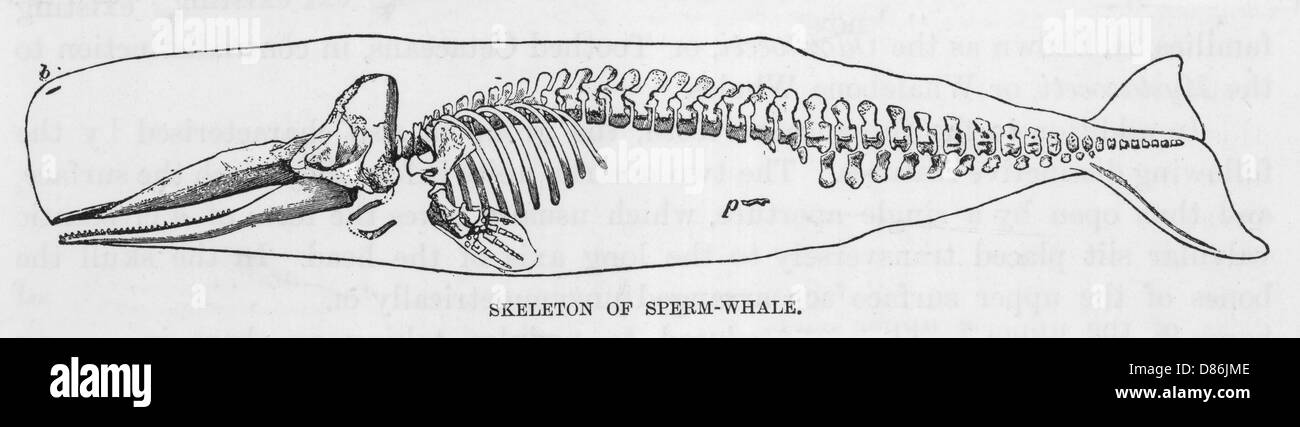 Lo sperma di scheletro di balena Foto Stock