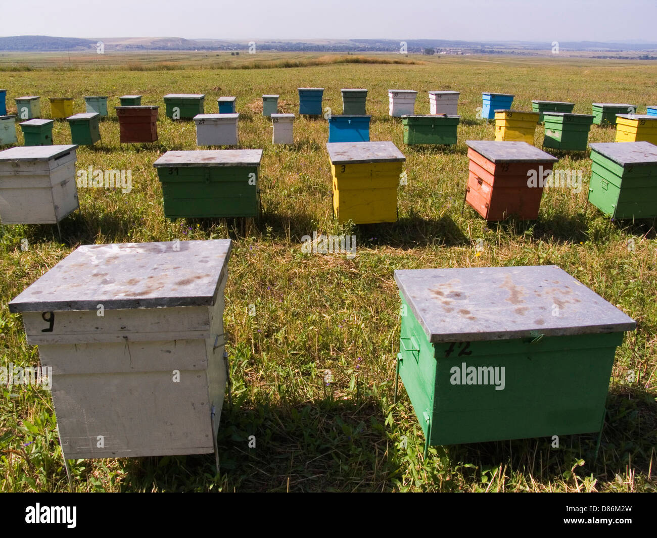 Europa, Romania, Moldavia, area sud di Bacau, per la produzione di miele Foto Stock