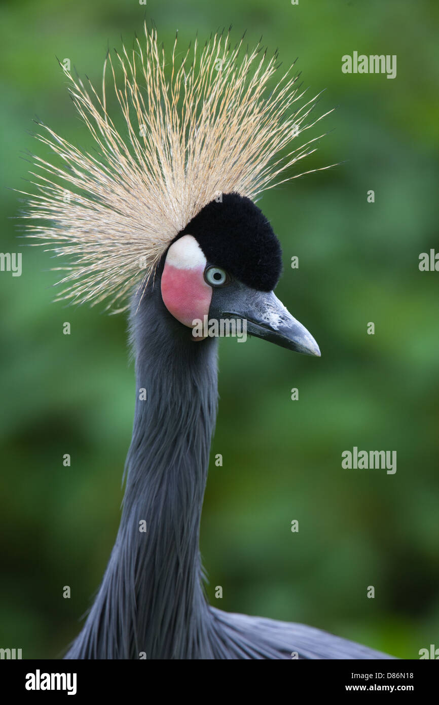 African nero o nero-cervice o West African Crowned Crane (pavonina Balearica pavonina). Foto Stock