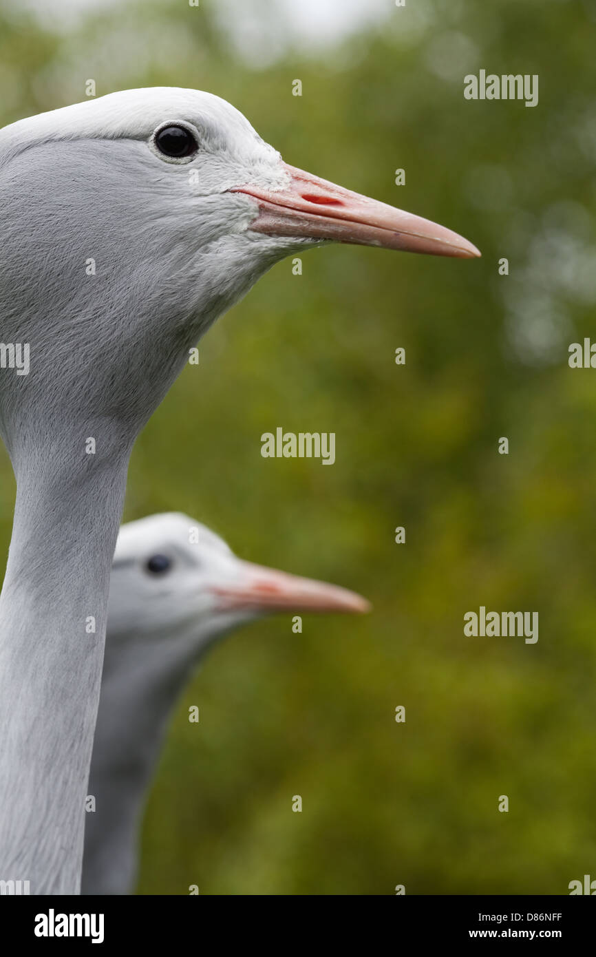 Il Blue Crane Anthropoides paradiso. Coppia. Foto Stock
