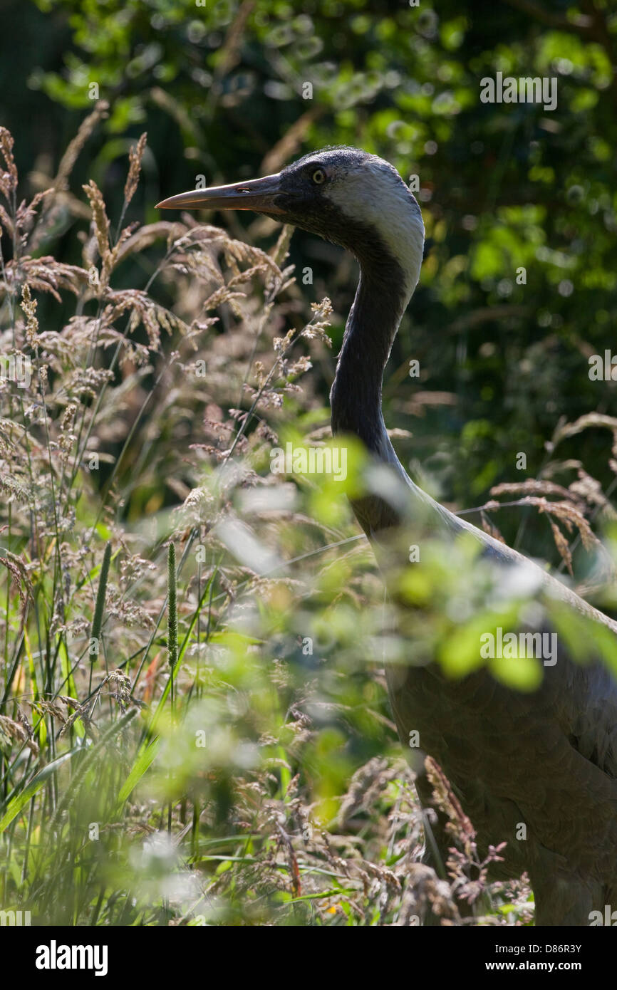 Eurasian gru (grus grus archibaldi). Nota la mancanza di un pettine colorate sulla testa di questo recentemente descritto la razza o sub-specie. Foto Stock