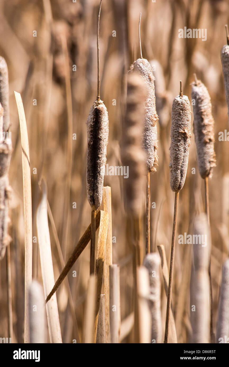 Cat tails, canne, palude, erba, primavera, autunno Foto Stock